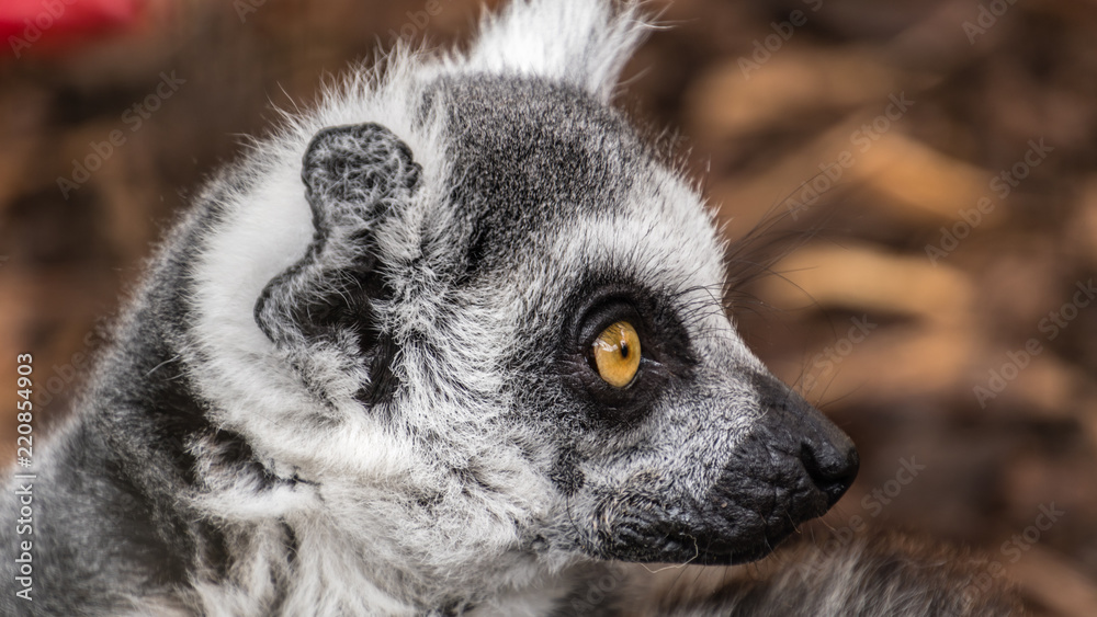 Naklejka premium Lemur