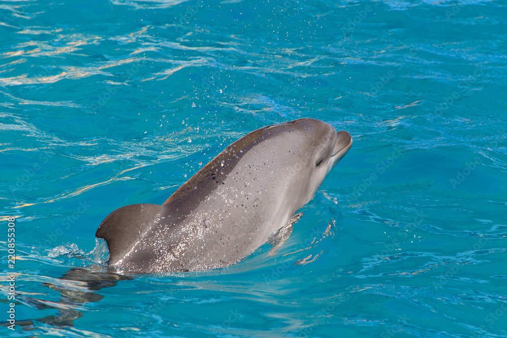 Fototapeta premium dolphin swimming in blue water of dolphinarium