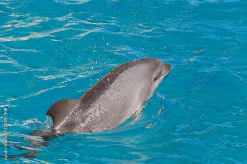 dolphin swimming in blue water of dolphinarium
