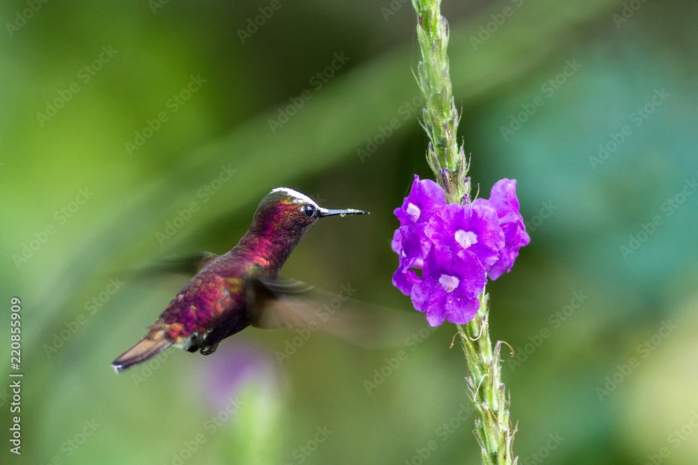 Snowcap, flying next to violet flower, bird from mountain tropical forest,  Costa Rica, natural habitat, beautiful small endemic hummingbird, scene  from nature, flying gem, unique bird with white head Stock Photo |