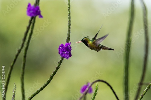 Black-Crested Coquette - Lophornis helenae, hovering next to violet flower in garden, bird from mountain tropical forest, Costa Rica, natural habitat, beautiful hummingbird, wildlife, flying gem photo