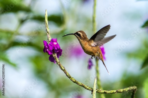 Stripe-throated Hermit - Phaethornis striigularis, hovering next to violet flower in garden, bird from mountain tropical forest, Costa Rica, natural habitat, beautiful hummingbird, wildlife, nature, f photo