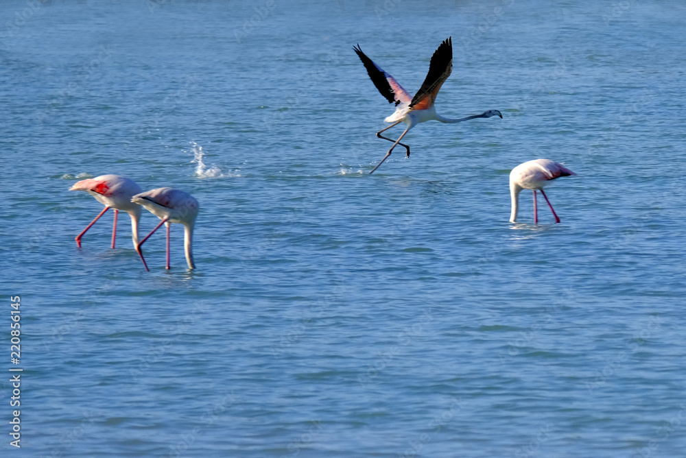 flamingo runs on the water to fly over the lake