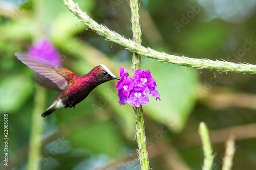 Snowcap, flying next to violet flower, bird from mountain tropical forest, Costa Rica, natural habitat, beautiful small endemic hummingbird, wildlife, nature, flying gem, unique bird with white head