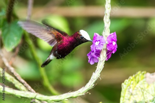 Snowcap, flying next to violet flower, bird from mountain tropical forest, Costa Rica, natural habitat, beautiful small endemic hummingbird, wildlife, nature, flying gem, unique bird with white head