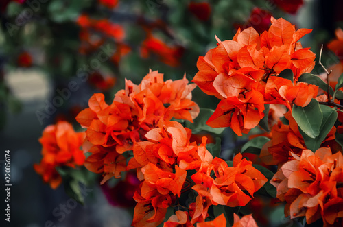 Red flowers wallpaper