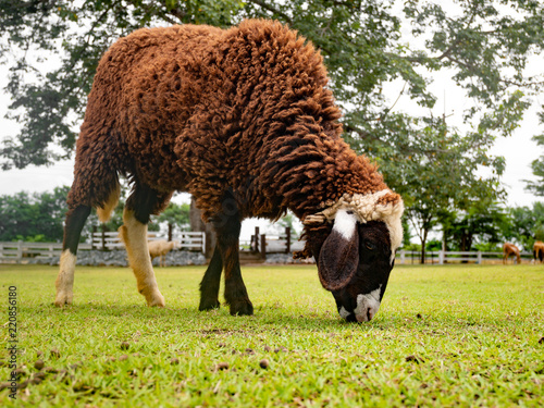 sheep eating grass