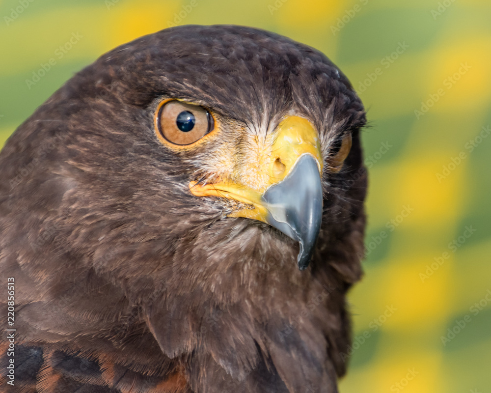 Fototapeta premium Harris Hawk