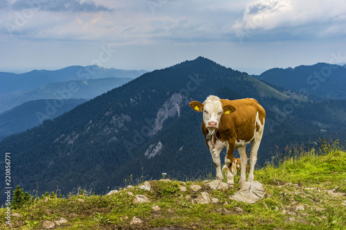 Cow lying on mountain valley pasture in Austrian Alps
