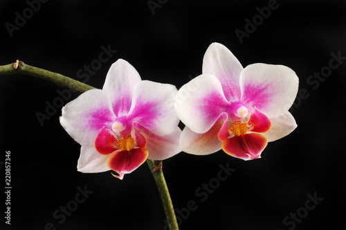 Two orchids against black