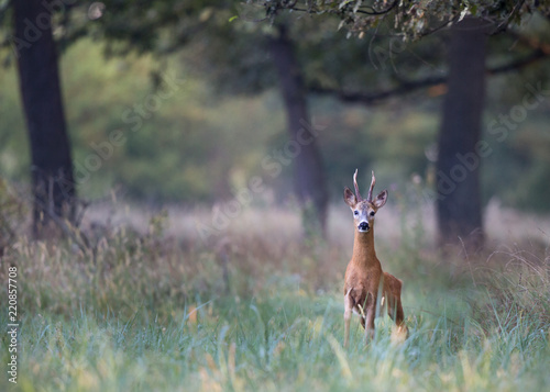Curious roebuck walking in high grass in forest. Wildlife in natural habitat