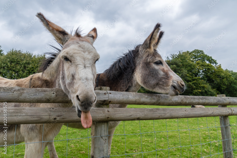 Foto Donkey's Pulling Funny Faces