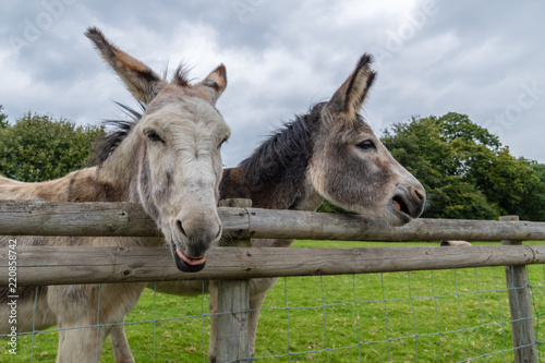 Εκτύπωση καμβά Donkey's Pulling Funny Faces