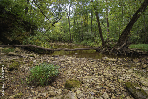 Tree Down Over the Riverbed