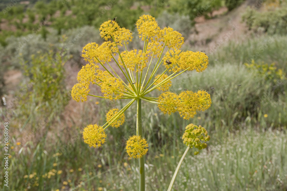 Obraz premium Dill in Andalusien, Spanien