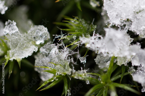 Nahaufnahme grüne Blätter mit gefrorenem kristallisiertes Wasser