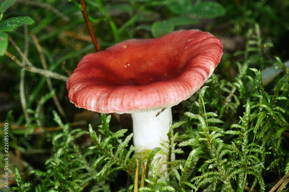 Russula mushroom with a red cap growing in the moss closeup Russula mushroom with a red cap growing in the moss closeup