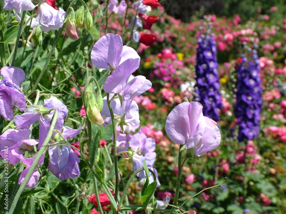 Purple Delphinium flowers and many pink flowers Purple Delphinium flowers and many pink flowers