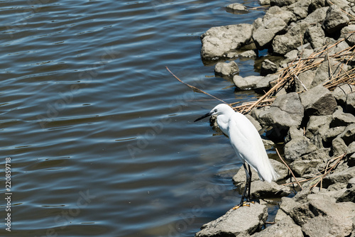 weißer Reiher mit schwarzem Schnabel am Ufer eines Kanals, Valli di Comacchio, Italien photo