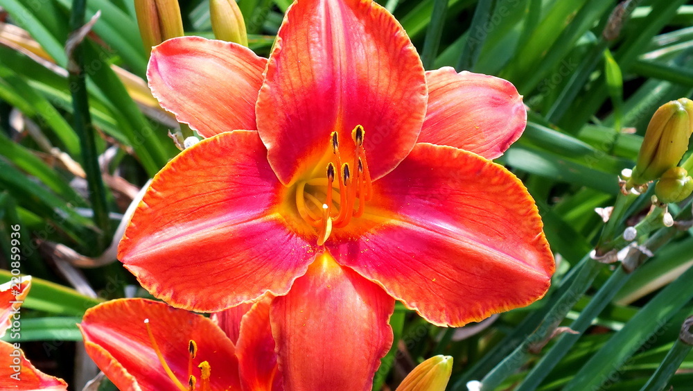 Close up portrait of an Orange and Red Day lily Close up portrait of an Orange and Red Day lily