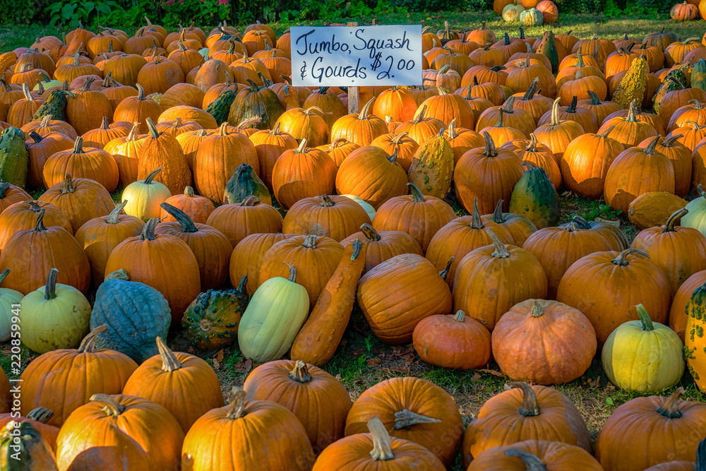 Retail display of hundreds of pumpkins.