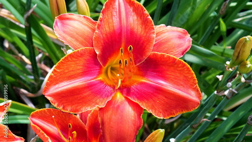 Close up portrait of an Orange and Red Day lily