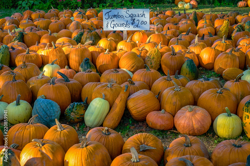 Retail display of hundreds of pumpkins.