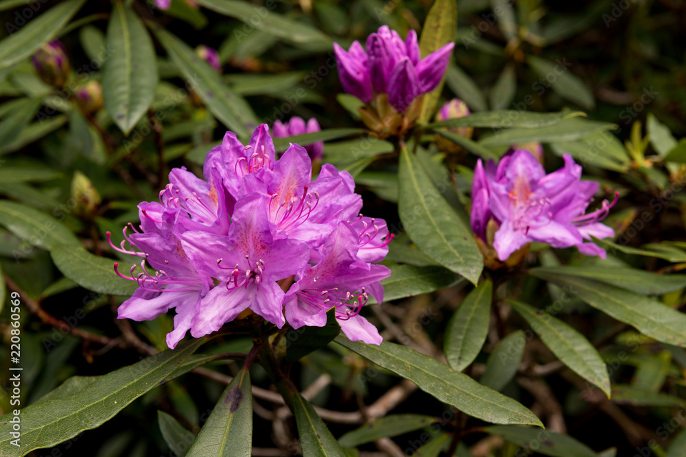 view on rhododendron blossom at the vee, ireland view on rhododendron blossom at the vee, ireland