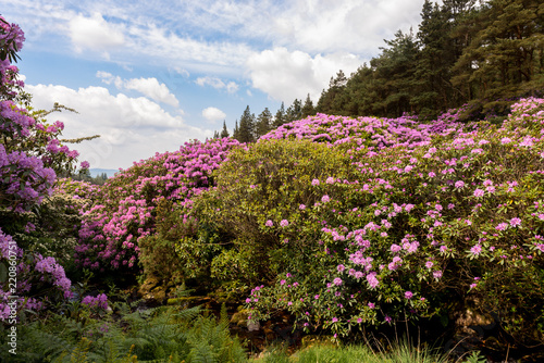 Fototapeta Naklejka Na Ścianę i Meble -  view on rhododendron blossom at the vee, ireland