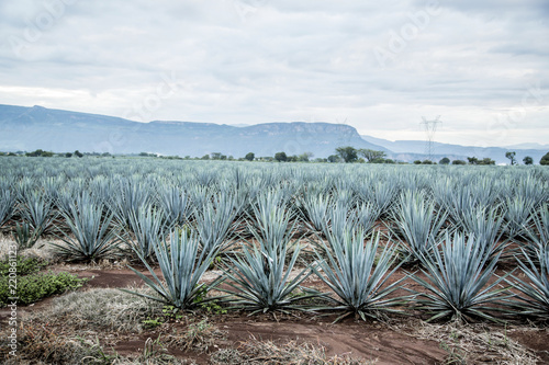Tequila agave Landscape