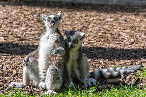 Ring Tailed Lemurs Sunbathing