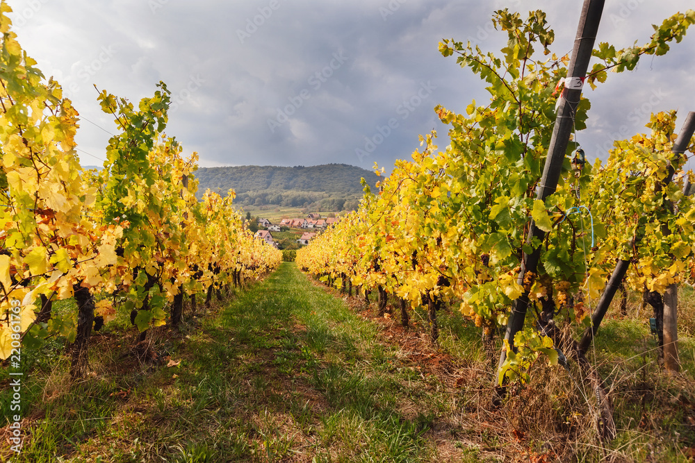 Naklejka premium Landscape with autumn vineyards.