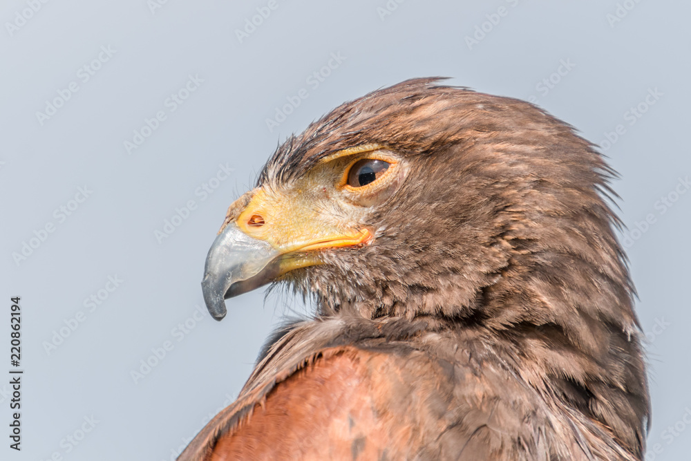Harris Hawk Harris Hawk