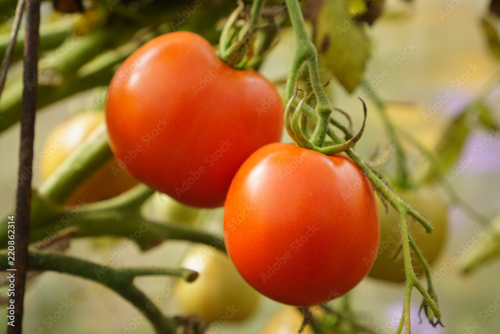 Red tomatoes growing on branch in home garden, closeup