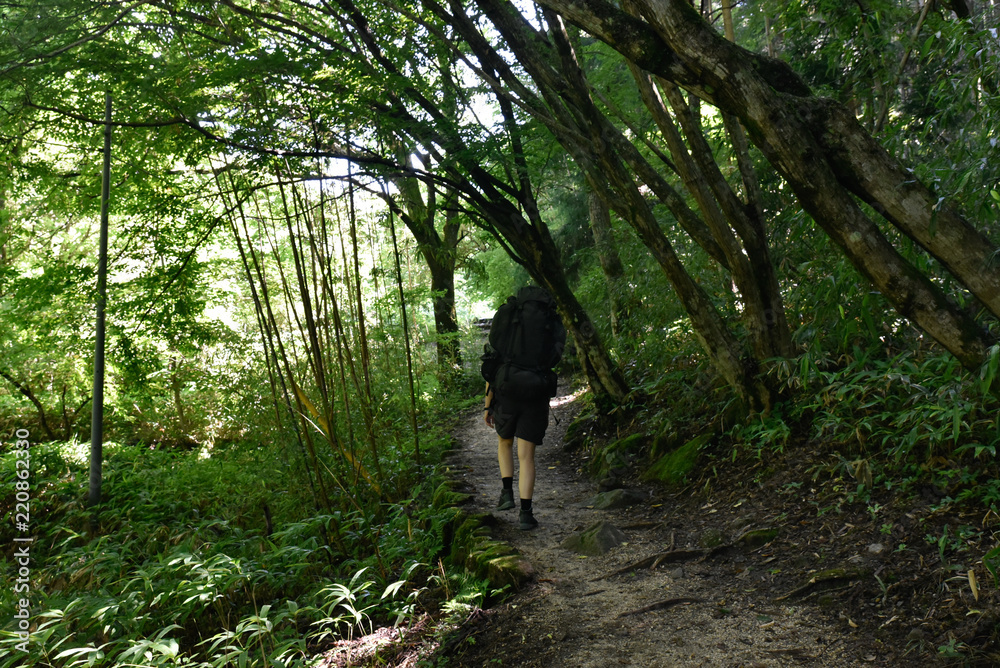 young woman walking in the forest - nakasendo trail young woman walking in the forest - nakasendo trail