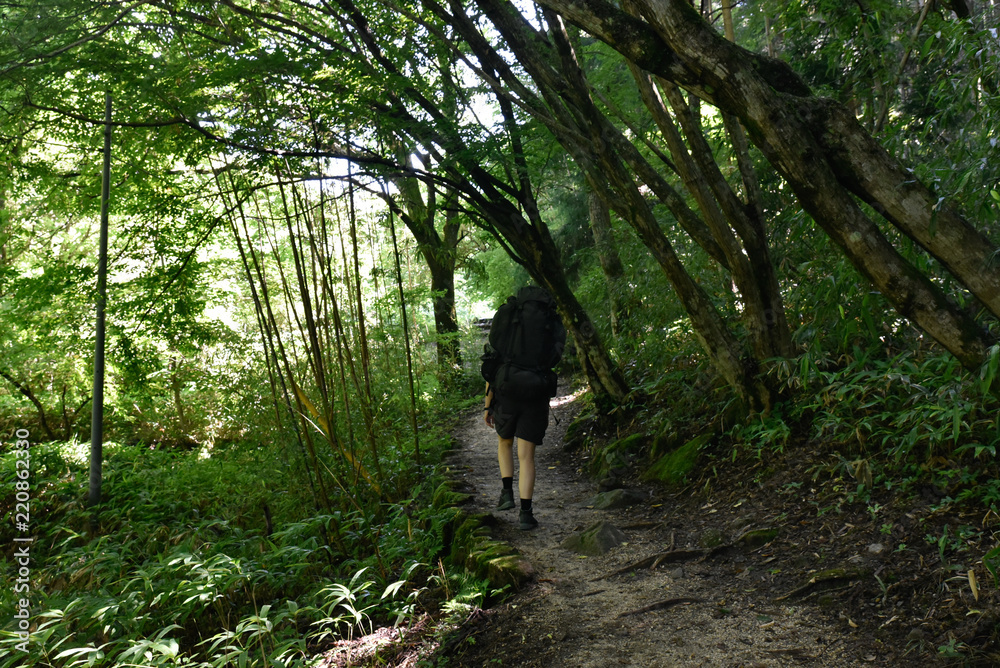 young woman walking in the forest - nakasendo trail