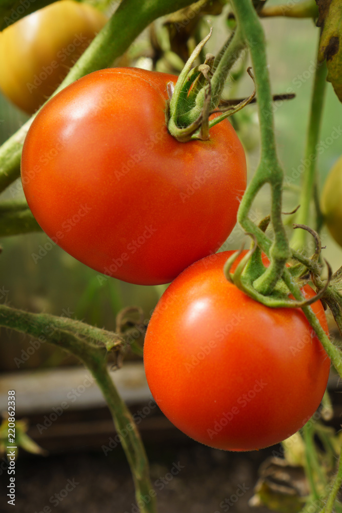 Red tomatoes growing on branch in home garden, closeup
