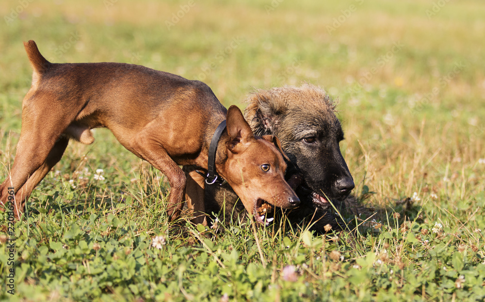 two dogs are played with a wooden stick in the park two dogs are played with a wooden stick in the park