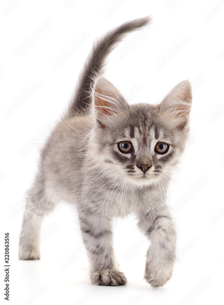 Obraz premium Small gray kitten.