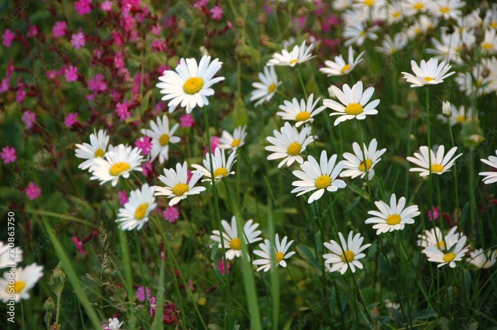 tiny daisies and other wildflowers in the grass tiny daisies and other wildflowers in the grass