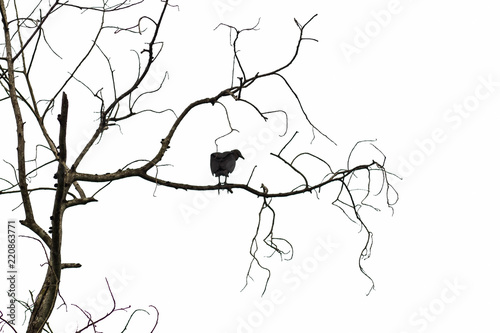 Fényképezés A crow is standing on a branch of a tree.