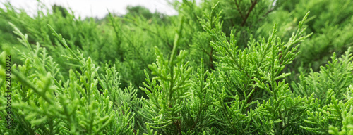 Tui branches  vegetative green background  sunlight