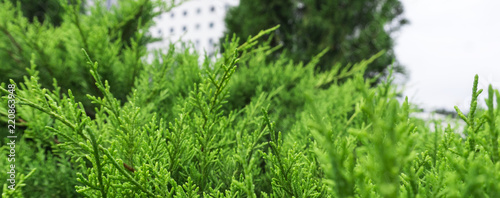 Tui branches, vegetative gr...