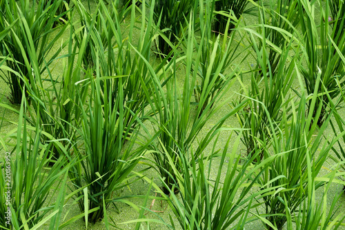 close-up of rice plantation in china