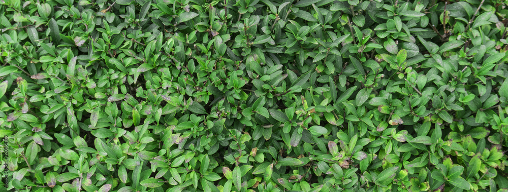 Tui branches, vegetative green background, sunlight