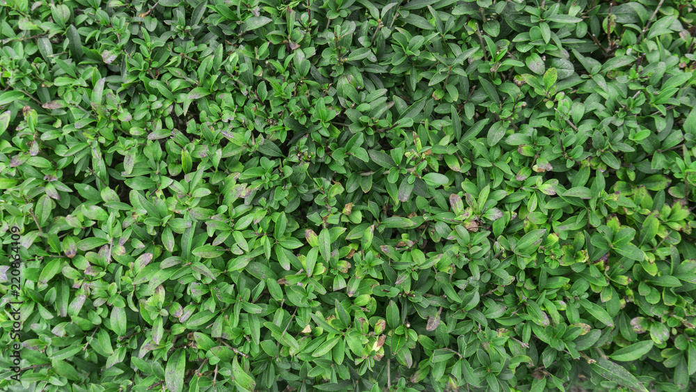 Tui branches, vegetative green background, sunlight Tui branches, vegetative green background, sunlight