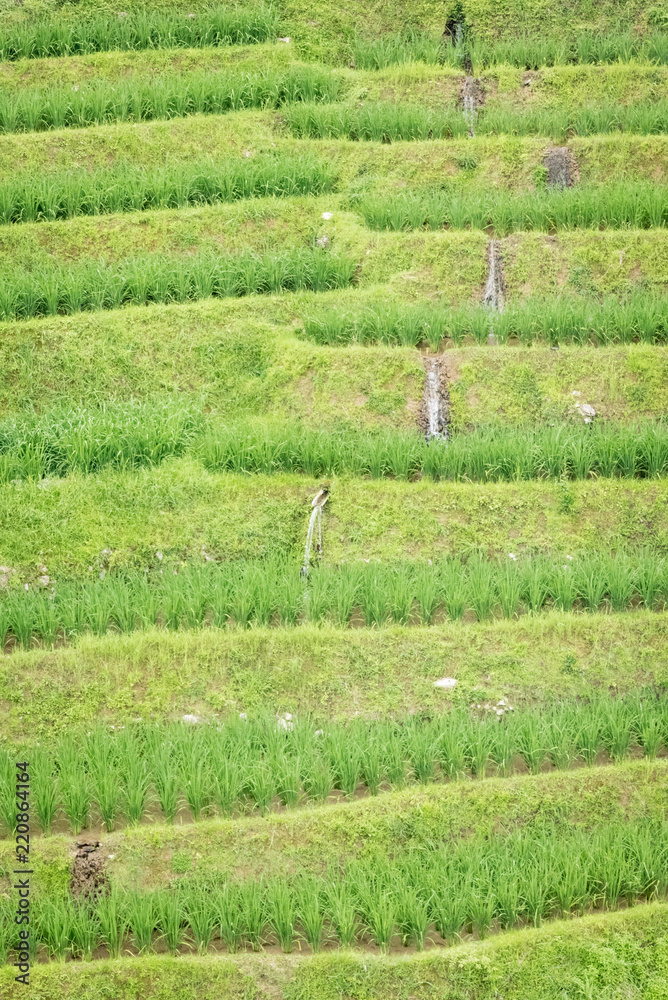 green rice field green rice field