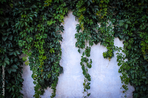 background texture of a white fence overgrown with ivy