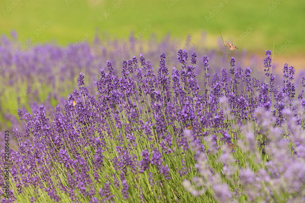 Fototapeta premium flourishing fields of lavender
