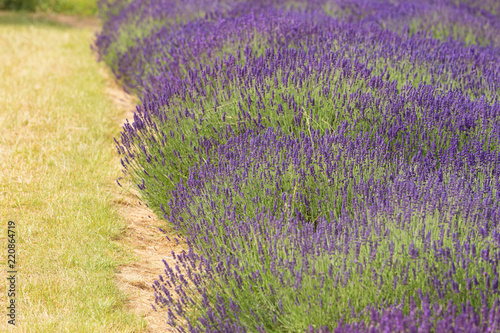 Freshly blooming lavender in the field.